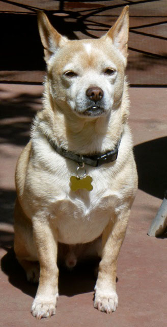 Valentino - Click for a larger photo