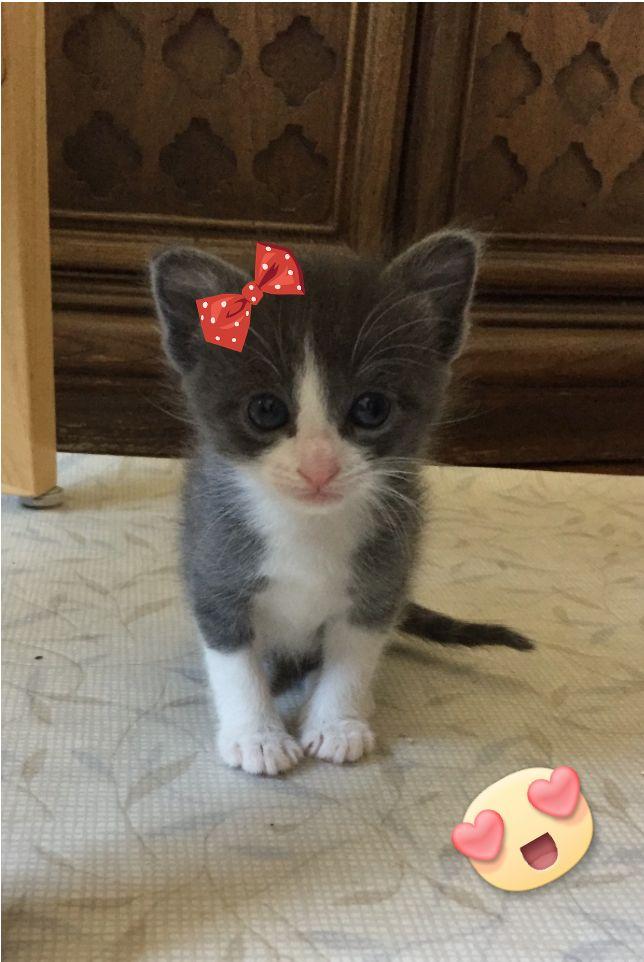 Adoptable cat Winnipeg (Winna) CIW