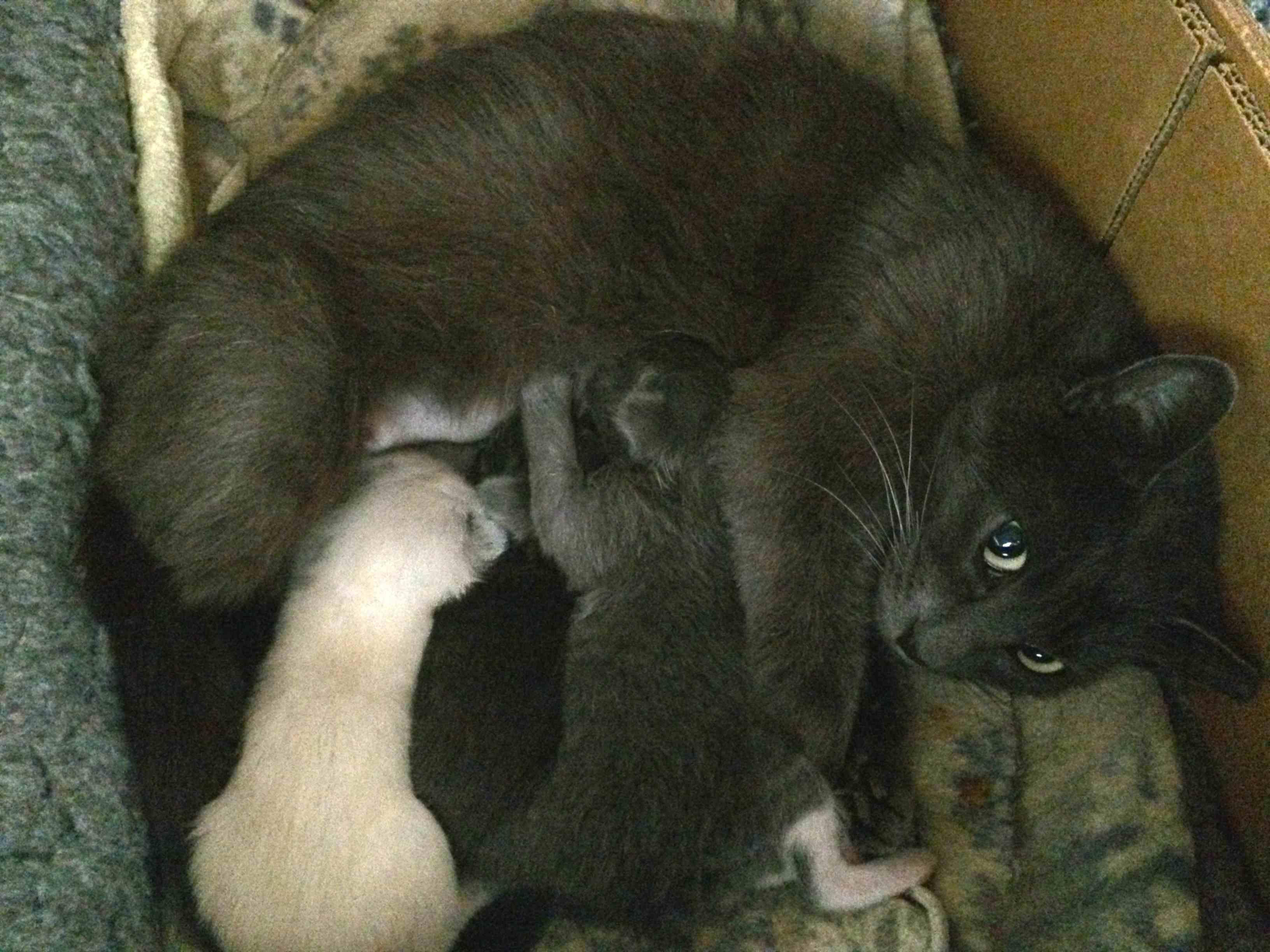 Winnipeg+%28Winna%29 - Click for a larger photo