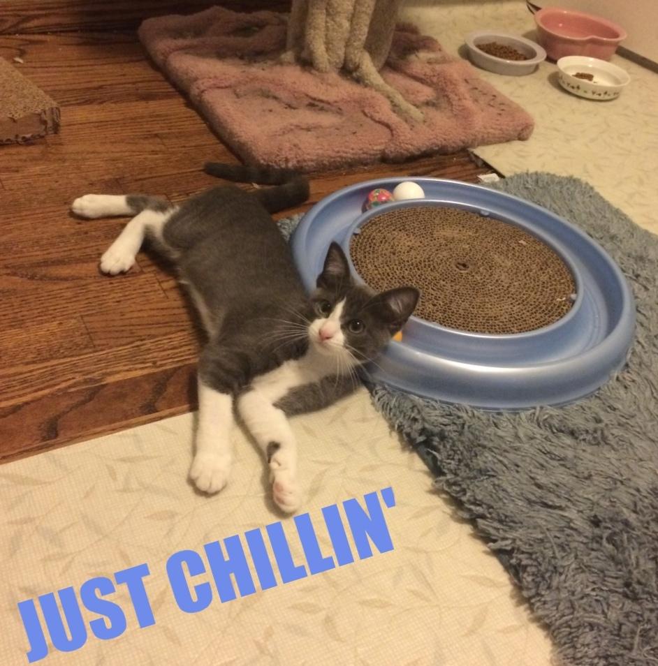 Winnipeg+%28Winna%29 - Click for a larger photo