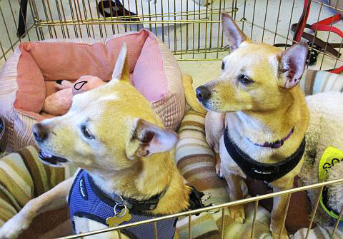 Valentino and Marshall