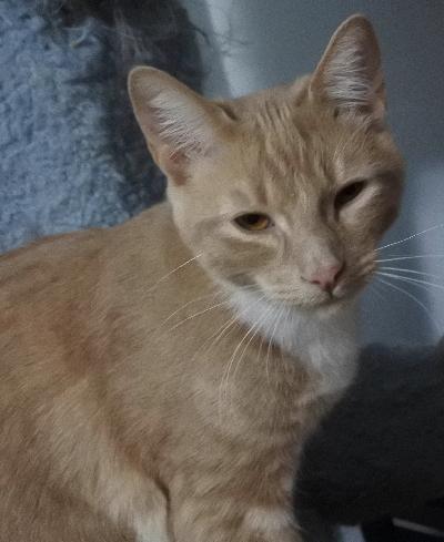 Adoptable cat Desi | CIW