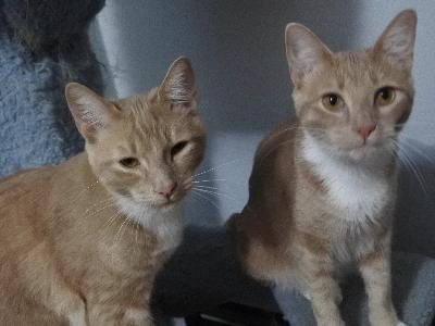 Adoptable cat Desi | CIW