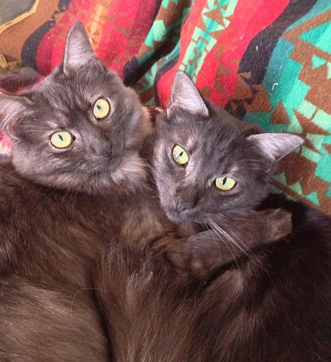 Ashley and Cinder