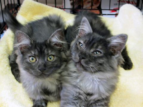 Ashley and Cinder