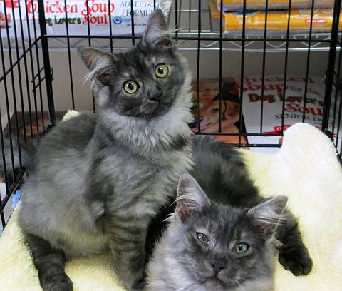 Ashley and Cinder