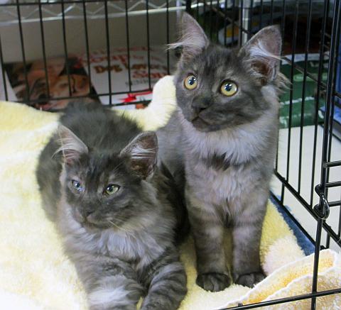 Cinder and Ashley