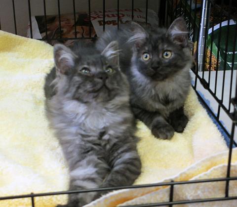 Cinder and Ashley