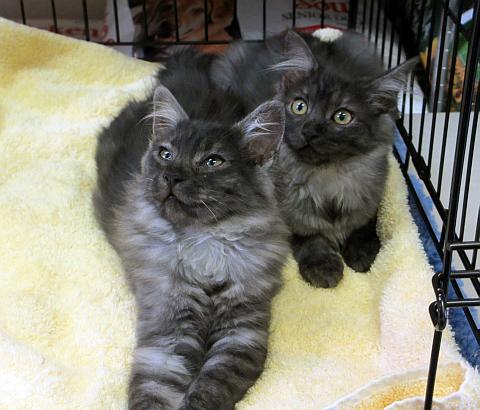 Cinder and Ashley