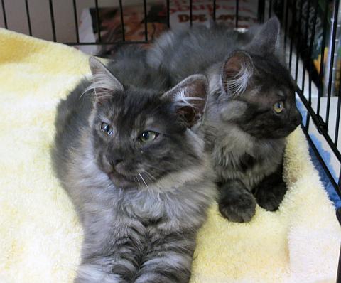 Cinder and Ashley