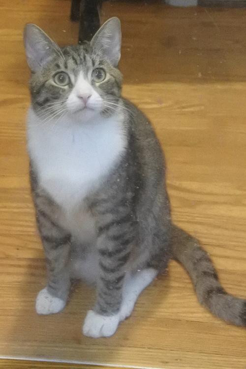 Mikey - Click for a larger photo