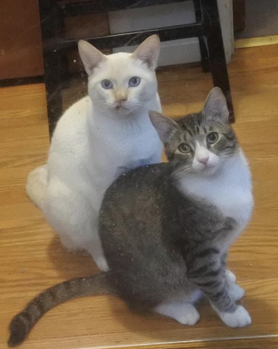 Mikey - Click for a larger photo