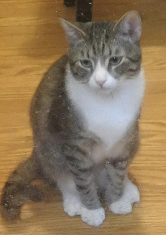 Mikey - Click for a larger photo