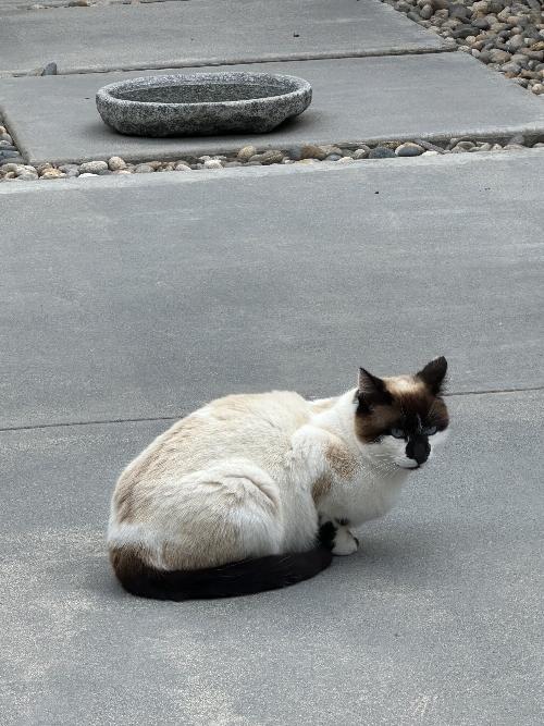 Bandit - Click for a larger photo