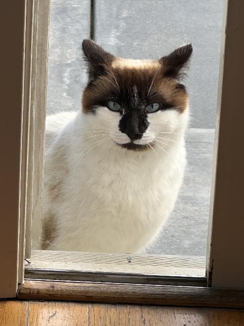 Bandit - Click for a larger photo