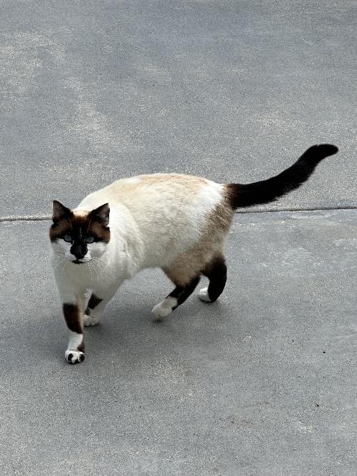 Bandit - Click for a larger photo