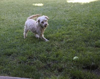 Chasing my ball (June at my foster home)