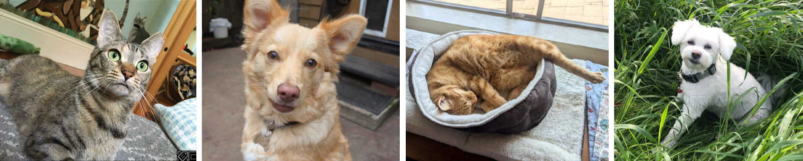 samples of 2027 Companions in Waiting calendar pages, including two dogs and two cats